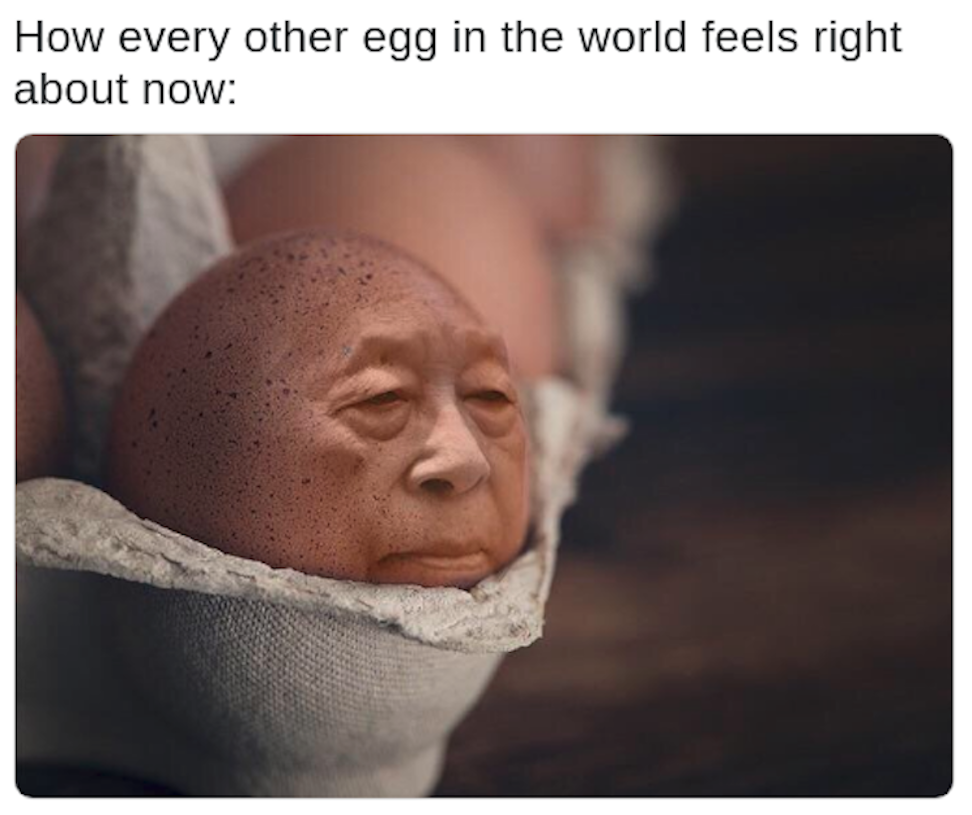 world-record-egg.png