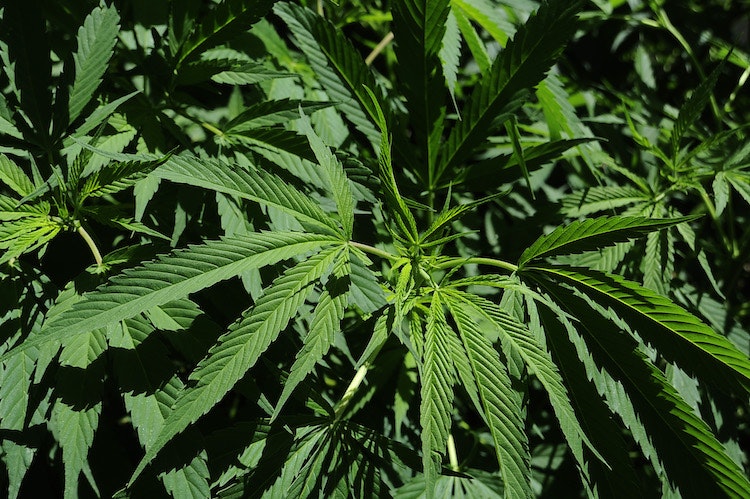 Camp for the Legalization of Marijuana