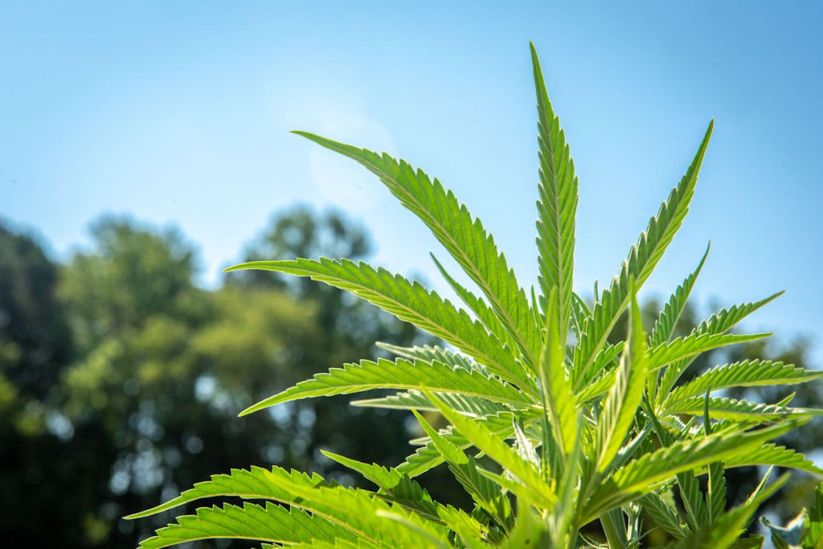 Industrial Hemp (Cannabis sativa) growing commercially on the eastern shore of Maryland