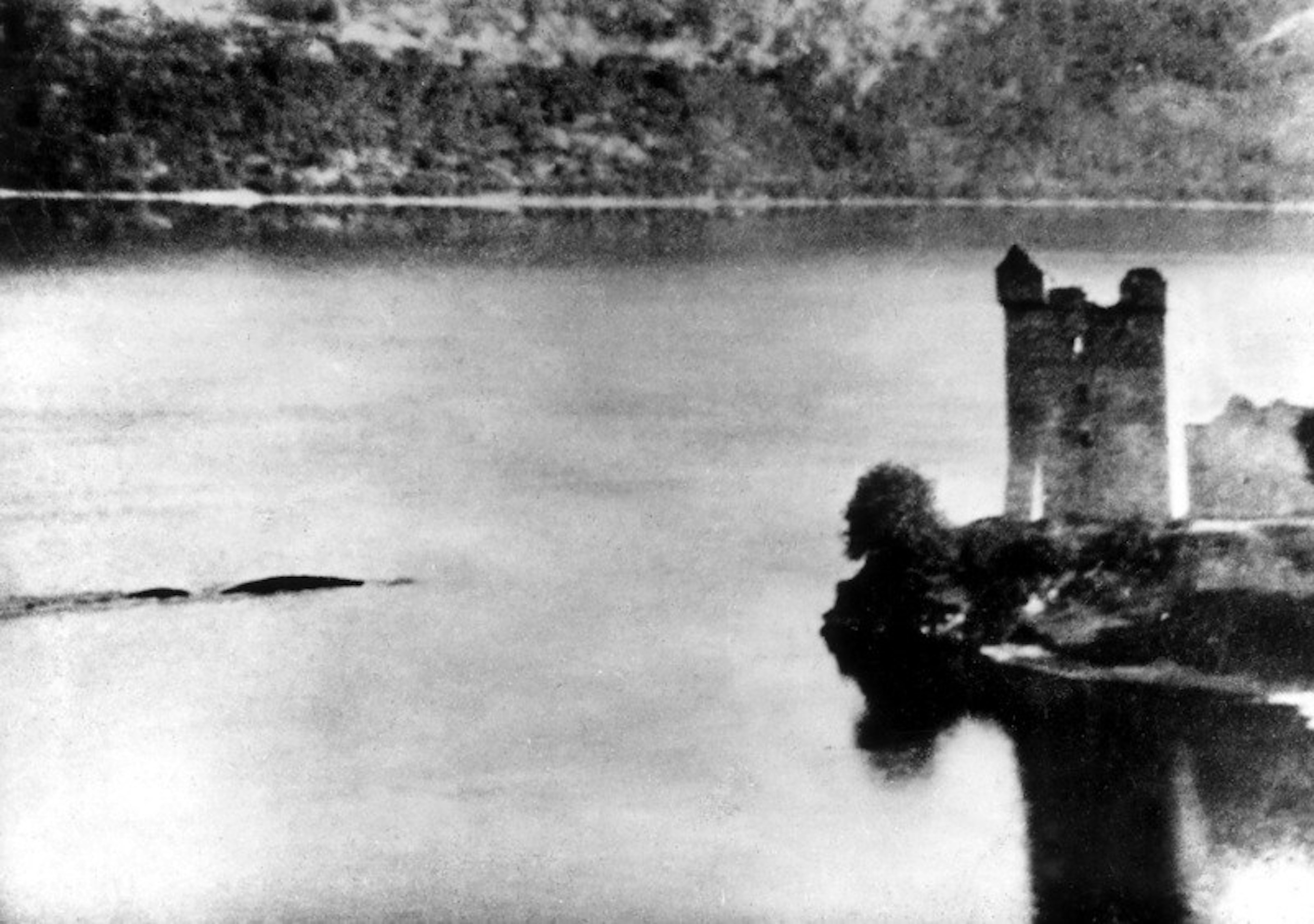 Polska kryptozoologiczna: paskuda, królis, pomórnik i inne tajemnicze zwierzęta