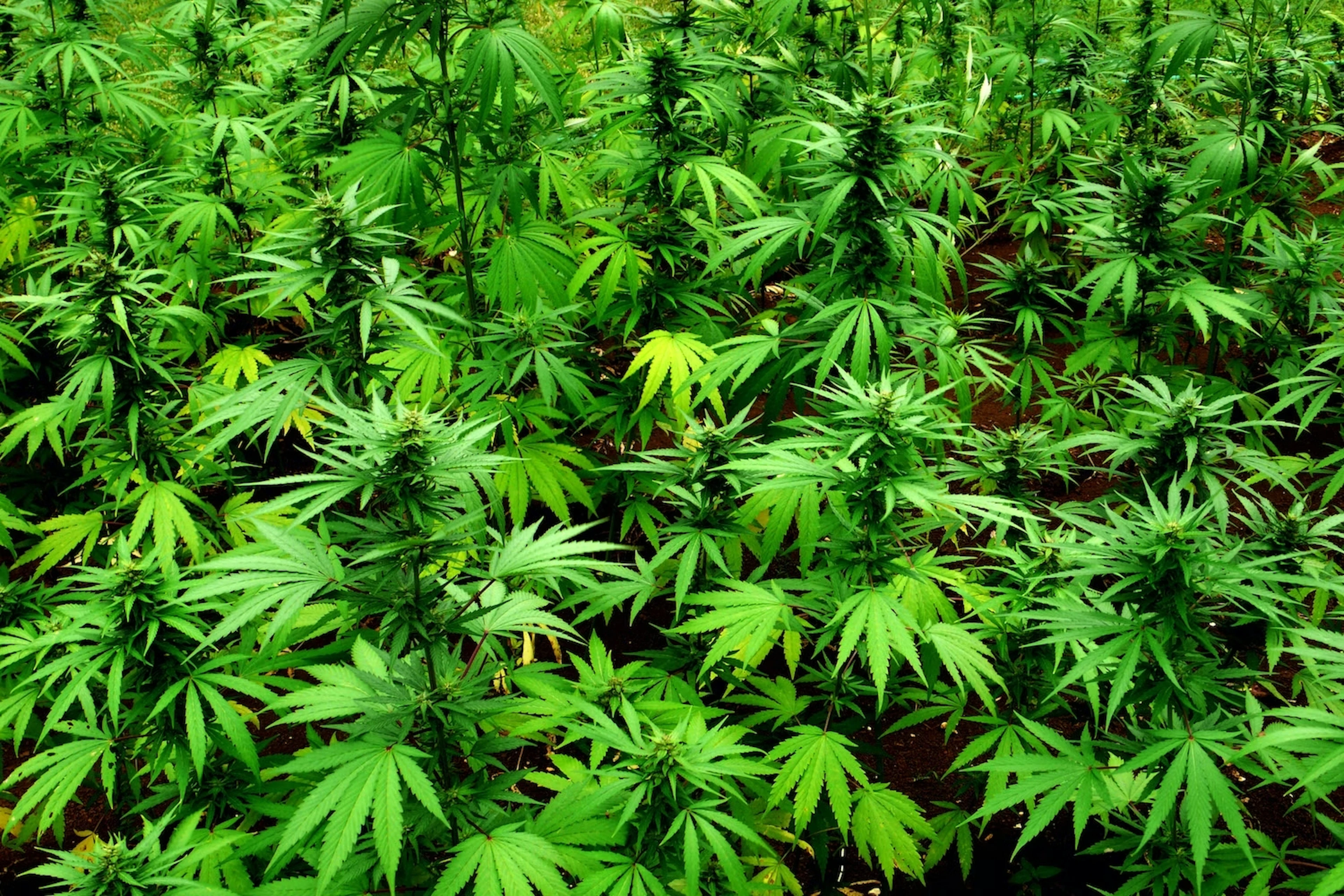 marihuana.jpg