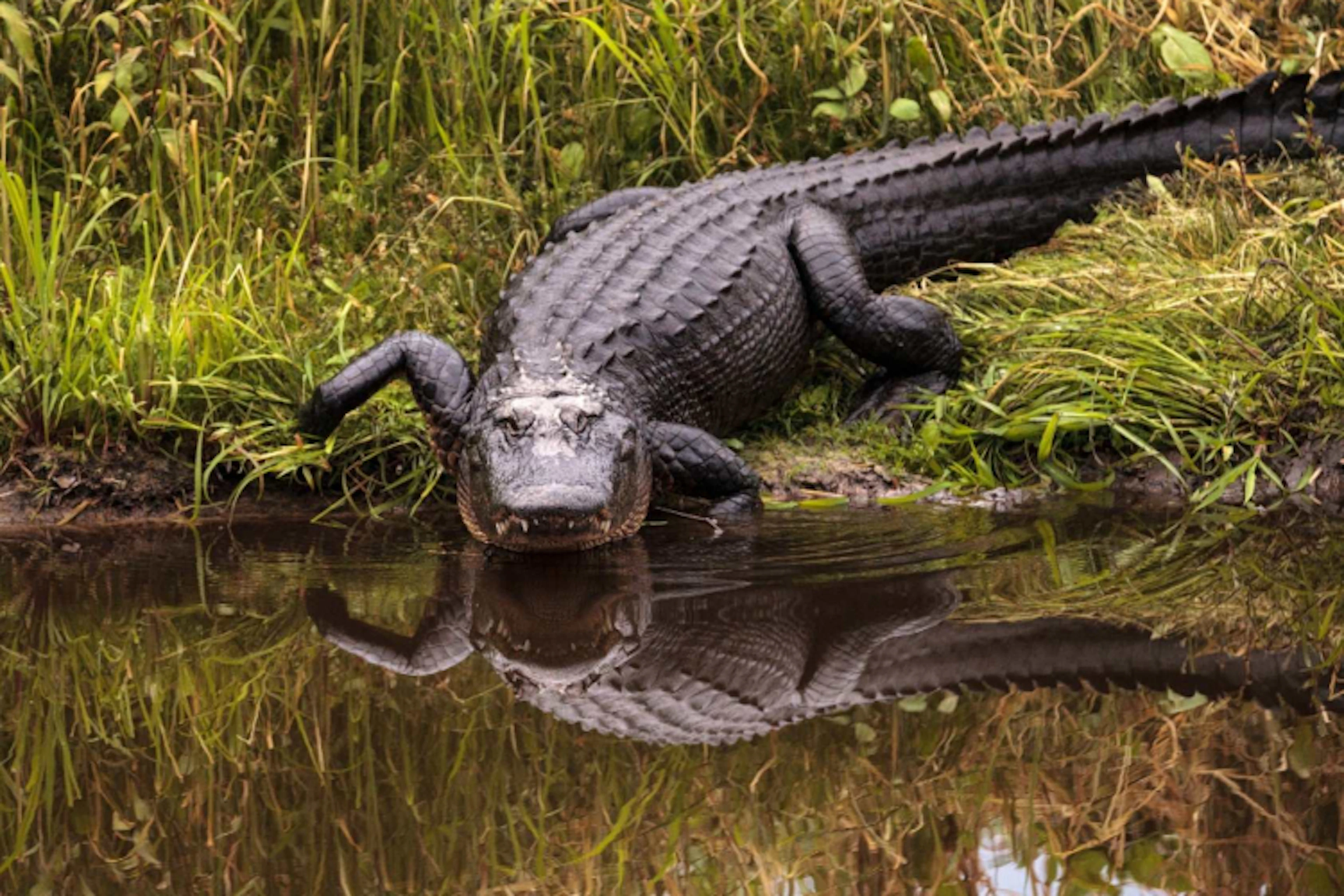 aligator.jpg